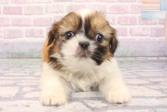 大阪府のチワズー/チワシーズ(チワワ×シーズー) (Coo&RIKU天王寺店/2025年12月6日生まれ/男の子/ホワイトゴールド)の子犬の1枚目の画像