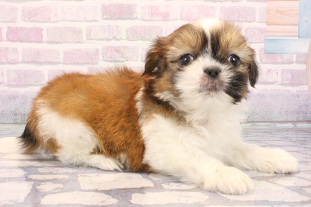 大阪府のチワズー/チワシーズ(チワワ×シーズー) (Coo&RIKU天王寺店/2025年12月6日生まれ/男の子/ホワイトゴールド)の子犬の2枚目の画像