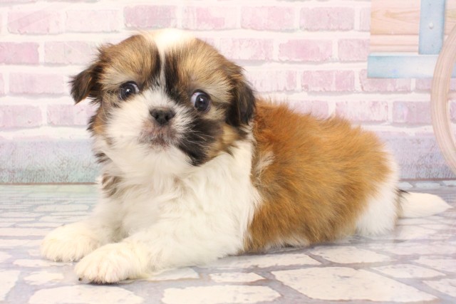 大阪府のチワズー/チワシーズ(チワワ×シーズー) (Coo&RIKU天王寺店/2025年12月6日生まれ/男の子/ホワイトゴールド)の子犬の3枚目の画像