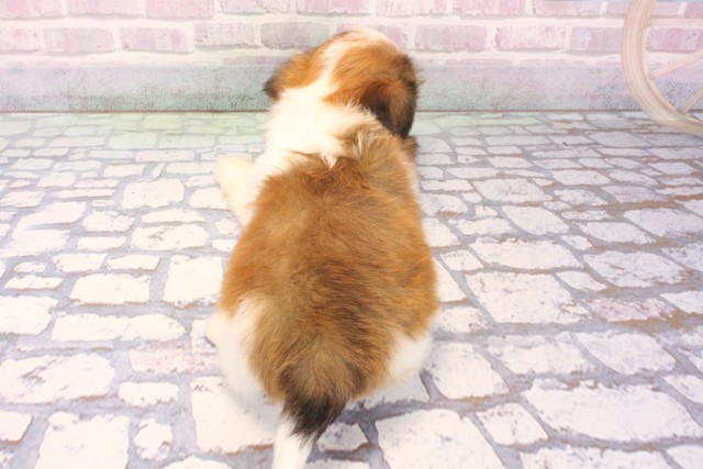 大阪府のチワズー/チワシーズ(チワワ×シーズー) (Coo&RIKU天王寺店/2025年12月6日生まれ/男の子/ホワイトゴールド)の子犬の4枚目の画像