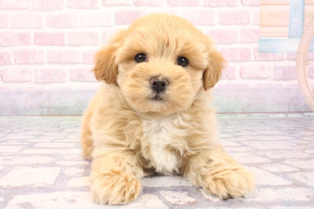 大阪府のマルプー(マルチーズ×プードル) (Coo&RIKU和泉店/2025年12月6日生まれ/男の子/アプリコット)の子犬の1枚目の画像