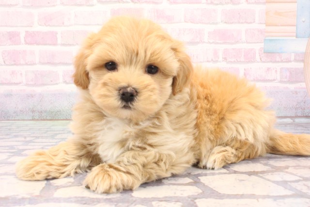 大阪府のマルプー(マルチーズ×プードル) (Coo&RIKU和泉店/2025年12月6日生まれ/男の子/アプリコット)の子犬の3枚目の画像