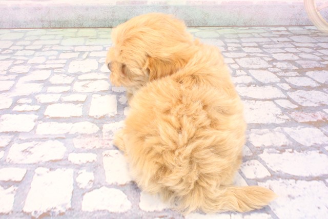 大阪府のマルプー(マルチーズ×プードル) (Coo&RIKU和泉店/2025年12月6日生まれ/男の子/アプリコット)の子犬の4枚目の画像