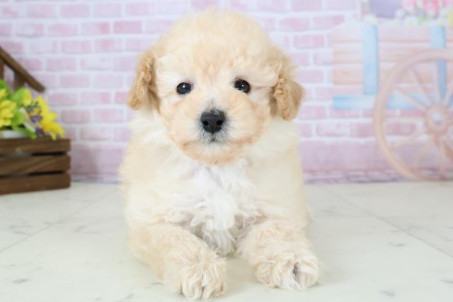 福岡県のトイプードル(トイ) (Coo&RIKU福岡古賀店/2025年12月7日生まれ/男の子/クリーム)の子犬の1枚目の画像