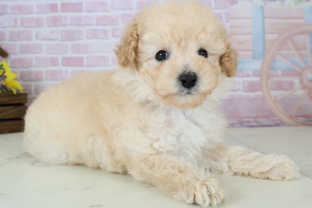 福岡県のトイプードル(トイ) (Coo&RIKU福岡古賀店/2025年12月7日生まれ/男の子/クリーム)の子犬の2枚目の画像