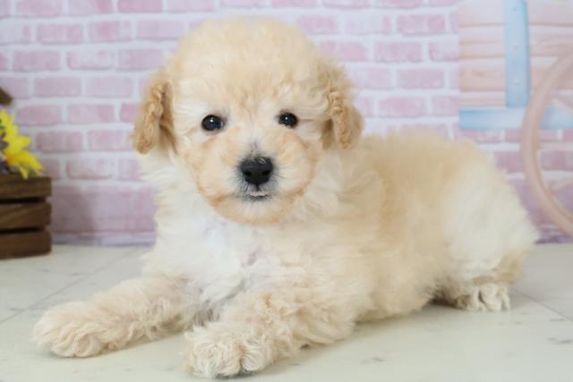 福岡県のトイプードル(トイ) (Coo&RIKU福岡古賀店/2025年12月7日生まれ/男の子/クリーム)の子犬の3枚目の画像