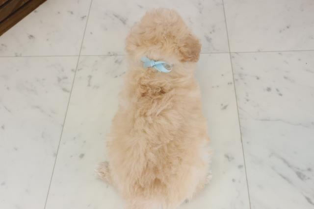 福岡県のトイプードル(トイ) (Coo&RIKU福岡古賀店/2025年12月7日生まれ/男の子/クリーム)の子犬の4枚目の画像
