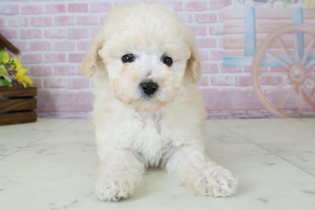 福岡県のトイプードル(トイ) (Coo&RIKU大牟田店/2025年12月7日生まれ/女の子/クリーム)の子犬の1枚目の画像