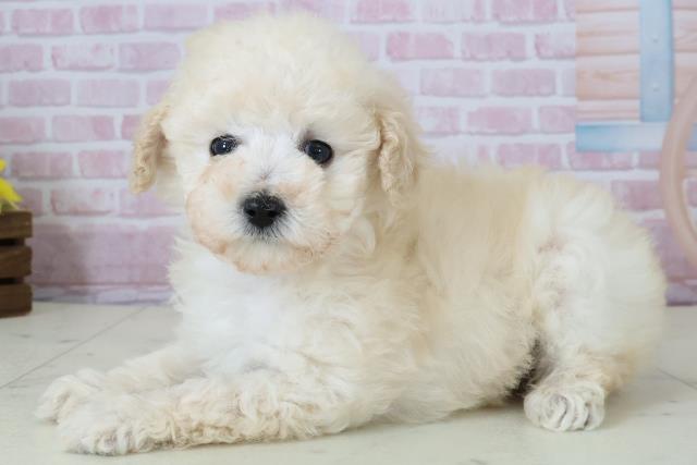 福岡県のトイプードル(トイ) (Coo&RIKU大牟田店/2025年12月7日生まれ/女の子/クリーム)の子犬の3枚目の画像