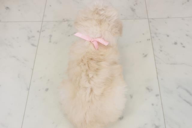 福岡県のトイプードル(トイ) (Coo&RIKU大牟田店/2025年12月7日生まれ/女の子/クリーム)の子犬の4枚目の画像