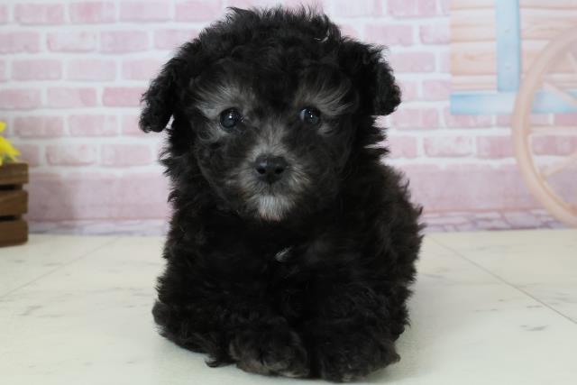 福岡県のトイプードル(トイ) (Coo&RIKU福岡東店/2025年12月7日生まれ/女の子/シルバー)の子犬