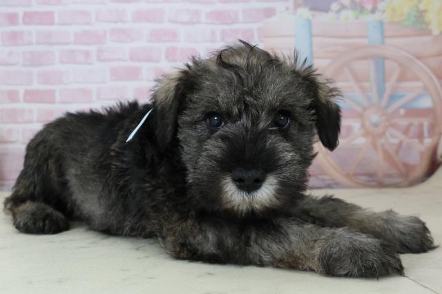 福岡県のミニチュアシュナウザー (Coo&RIKU小倉店/2025年12月6日生まれ/男の子/ソルト)の子犬の2枚目の画像