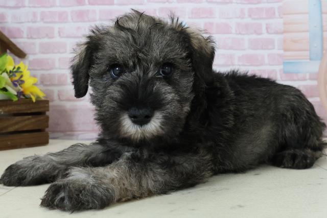 福岡県のミニチュアシュナウザー (Coo&RIKU小倉店/2025年12月6日生まれ/男の子/ソルト)の子犬の3枚目の画像