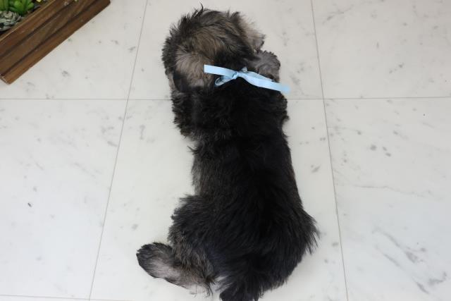 福岡県のミニチュアシュナウザー (Coo&RIKU小倉店/2025年12月6日生まれ/男の子/ソルト)の子犬の4枚目の画像