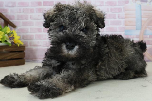 福岡県のミニチュアシュナウザー (Coo&RIKU行橋店/2025年12月6日生まれ/女の子/ソルト)の子犬の3枚目の画像