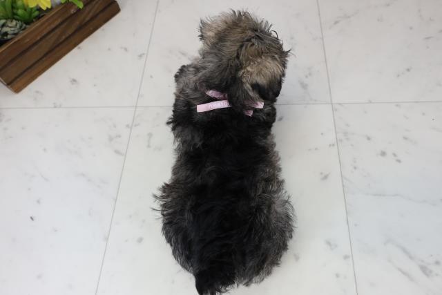 福岡県のミニチュアシュナウザー (Coo&RIKU行橋店/2025年12月6日生まれ/女の子/ソルト)の子犬の4枚目の画像