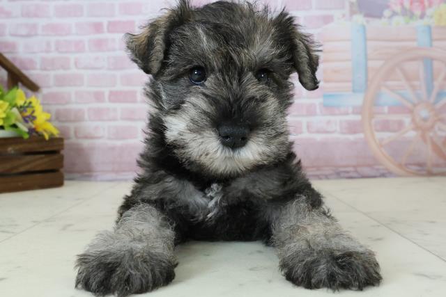 佐賀県のミニチュアシュナウザー (Coo&RIKU佐賀神埼店/2025年12月6日生まれ/女の子/ソルト)の子犬の1枚目の画像