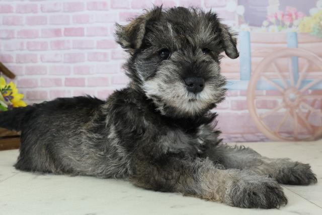 佐賀県のミニチュアシュナウザー (Coo&RIKU佐賀神埼店/2025年12月6日生まれ/女の子/ソルト)の子犬の2枚目の画像