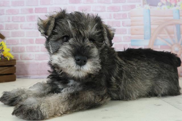 佐賀県のミニチュアシュナウザー (Coo&RIKU佐賀神埼店/2025年12月6日生まれ/女の子/ソルト)の子犬の3枚目の画像