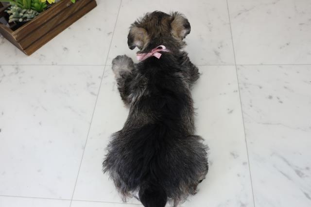 佐賀県のミニチュアシュナウザー (Coo&RIKU佐賀神埼店/2025年12月6日生まれ/女の子/ソルト)の子犬の4枚目の画像