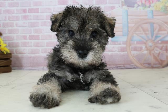 ミニチュア・シュナウザー