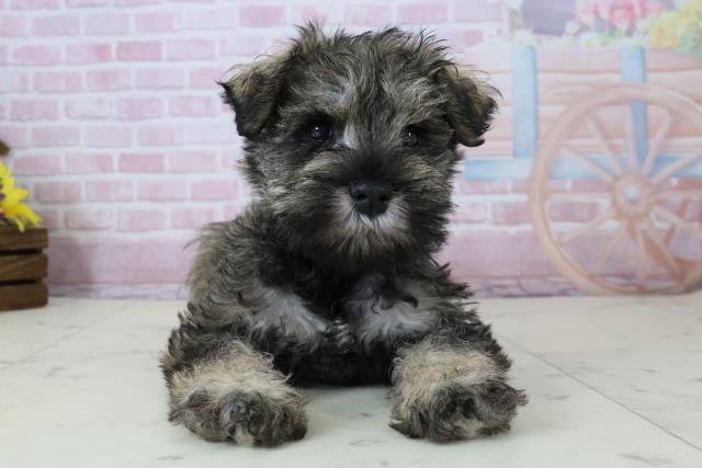 宮崎県のミニチュアシュナウザー (Coo&RIKU宮崎店/2025年12月6日生まれ/女の子/ソルト)の子犬の1枚目の画像