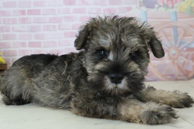 宮崎県のミニチュアシュナウザー (Coo&RIKU宮崎店/2025年12月6日生まれ/女の子/ソルト)の子犬の2枚目の画像