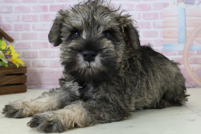 宮崎県のミニチュアシュナウザー (Coo&RIKU宮崎店/2025年12月6日生まれ/女の子/ソルト)の子犬の3枚目の画像