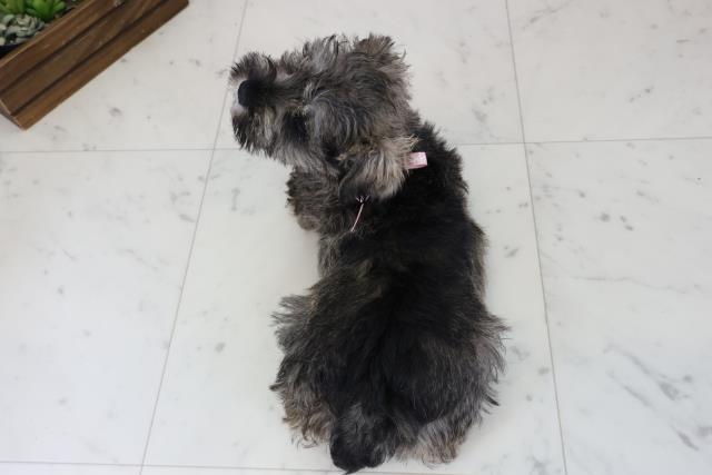 宮崎県のミニチュアシュナウザー (Coo&RIKU宮崎店/2025年12月6日生まれ/女の子/ソルト)の子犬の4枚目の画像