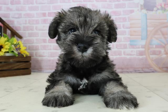 福岡県のミニチュアシュナウザー (Coo&RIKU筑後店/2025年12月6日生まれ/女の子/ソルト)の子犬の1枚目の画像