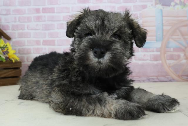 福岡県のミニチュアシュナウザー (Coo&RIKU筑後店/2025年12月6日生まれ/女の子/ソルト)の子犬の2枚目の画像