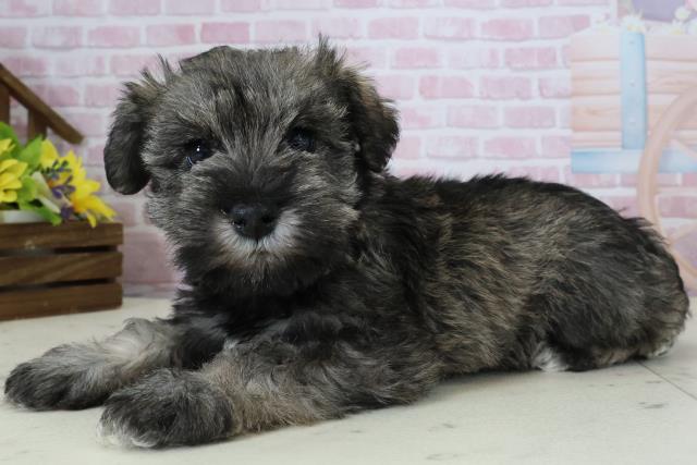 福岡県のミニチュアシュナウザー (Coo&RIKU筑後店/2025年12月6日生まれ/女の子/ソルト)の子犬の3枚目の画像