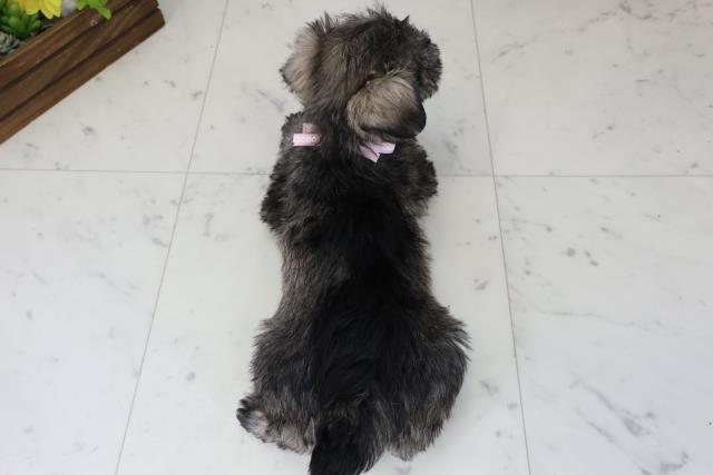 福岡県のミニチュアシュナウザー (Coo&RIKU筑後店/2025年12月6日生まれ/女の子/ソルト)の子犬の4枚目の画像