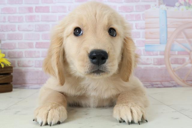 福岡県のゴールデンレトリバー (Coo&RIKUゆめタウン飯塚店/2025年12月7日生まれ/男の子/ゴールド)の子犬の1枚目の画像