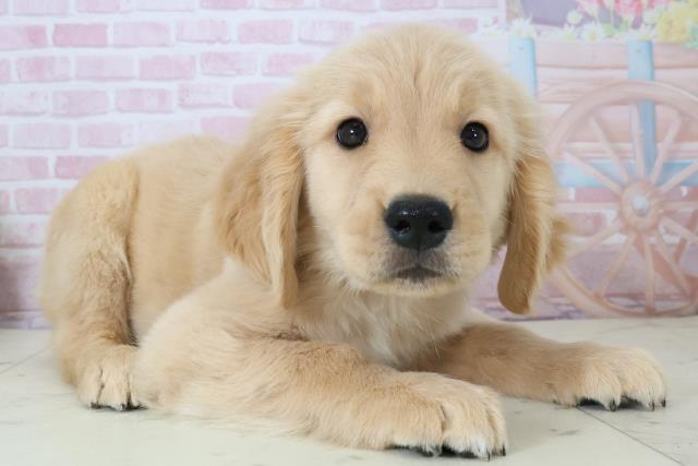 福岡県のゴールデンレトリバー (Coo&RIKUゆめタウン飯塚店/2025年12月7日生まれ/男の子/ゴールド)の子犬の2枚目の画像