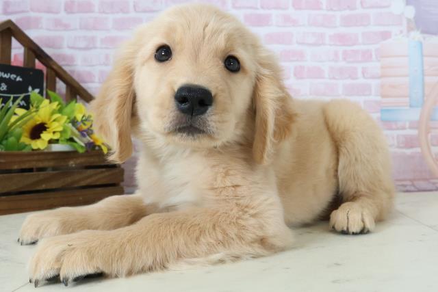 福岡県のゴールデンレトリバー (Coo&RIKUゆめタウン飯塚店/2025年12月7日生まれ/男の子/ゴールド)の子犬の3枚目の画像