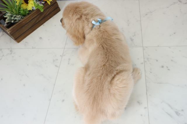 福岡県のゴールデンレトリバー (Coo&RIKUゆめタウン飯塚店/2025年12月7日生まれ/男の子/ゴールド)の子犬の4枚目の画像