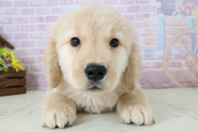 福岡県のゴールデンレトリバー (Coo&RIKU福岡西店/2025年12月7日生まれ/男の子/ゴールド)の子犬の1枚目の画像