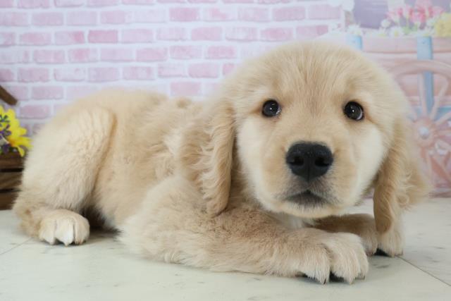 福岡県のゴールデンレトリバー (Coo&RIKU福岡西店/2025年12月7日生まれ/男の子/ゴールド)の子犬の2枚目の画像