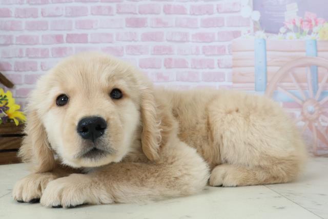 福岡県のゴールデンレトリバー (Coo&RIKU福岡西店/2025年12月7日生まれ/男の子/ゴールド)の子犬の3枚目の画像