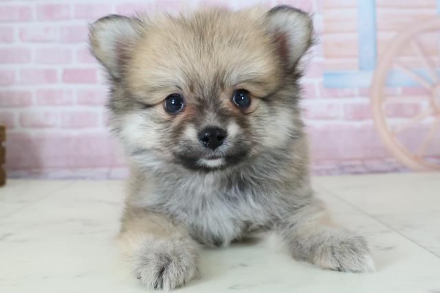 鹿児島県のポメラニアン (Coo&RIKU鹿児島店/2025年12月7日生まれ/男の子/ウルフセーブル)の子犬の1枚目の画像