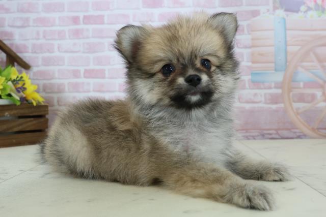 鹿児島県のポメラニアン (Coo&RIKU鹿児島店/2025年12月7日生まれ/男の子/ウルフセーブル)の子犬の2枚目の画像