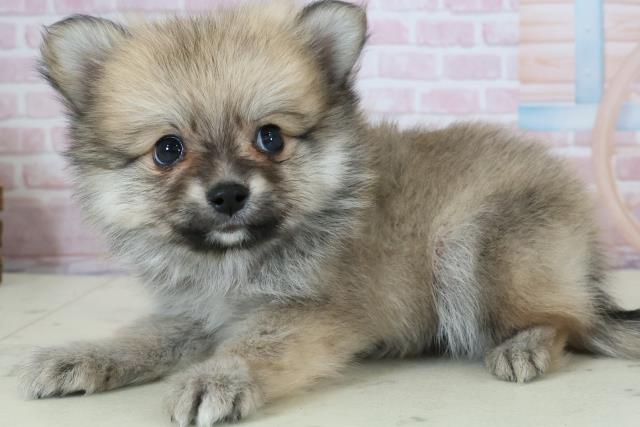 鹿児島県のポメラニアン (Coo&RIKU鹿児島店/2025年12月7日生まれ/男の子/ウルフセーブル)の子犬の3枚目の画像