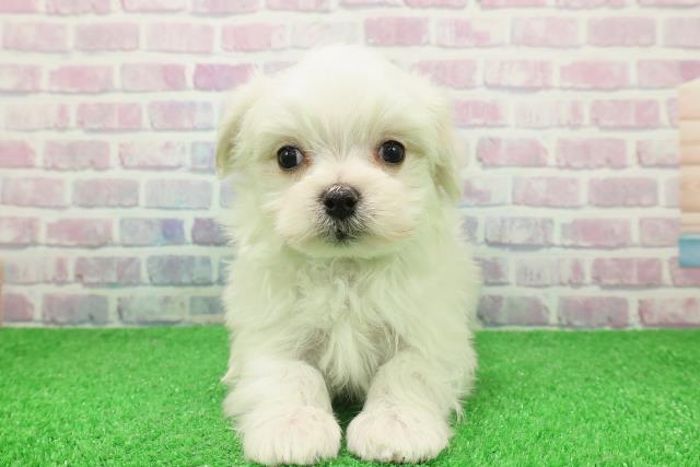 神奈川県のマルチーズ (Coo&RIKU横浜青葉店/2025年11月28日生まれ/男の子/ホワイト)の子犬の1枚目の画像