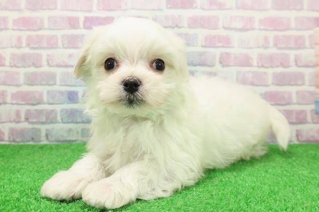 神奈川県のマルチーズ (Coo&RIKU横浜青葉店/2025年11月28日生まれ/男の子/ホワイト)の子犬の2枚目の画像