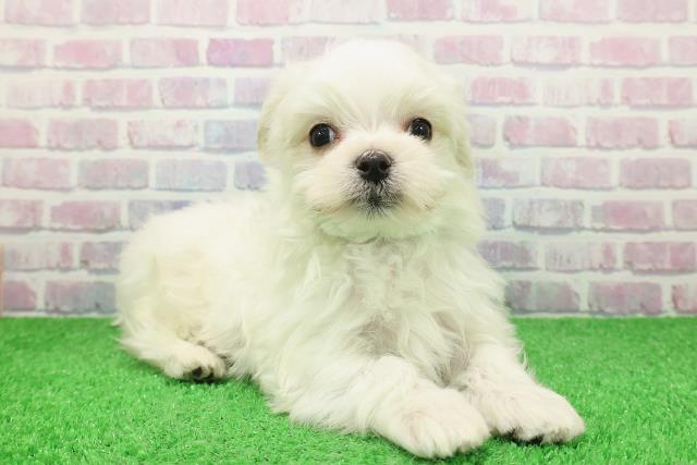 神奈川県のマルチーズ (Coo&RIKU横浜青葉店/2025年11月28日生まれ/男の子/ホワイト)の子犬の3枚目の画像