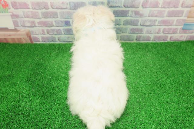 神奈川県のマルチーズ (Coo&RIKU横浜青葉店/2025年11月28日生まれ/男の子/ホワイト)の子犬の4枚目の画像