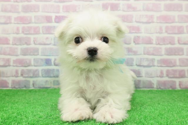 埼玉県のマルチーズ (Coo&RIKU綿半坂戸店/2025年11月28日生まれ/男の子/ホワイト)の子犬