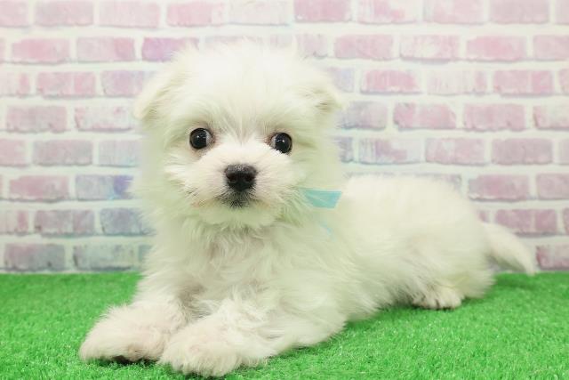 埼玉県のマルチーズ (Coo&RIKU綿半坂戸店/2025年11月28日生まれ/男の子/ホワイト)の子犬の2枚目の画像