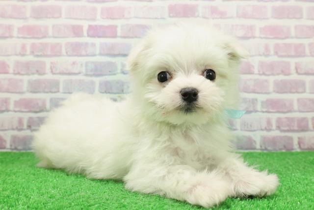 埼玉県のマルチーズ (Coo&RIKU綿半坂戸店/2025年11月28日生まれ/男の子/ホワイト)の子犬の3枚目の画像